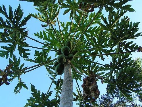Planta de papaya adulta