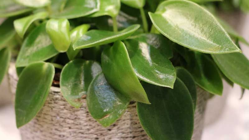 Cultivo de peperomia