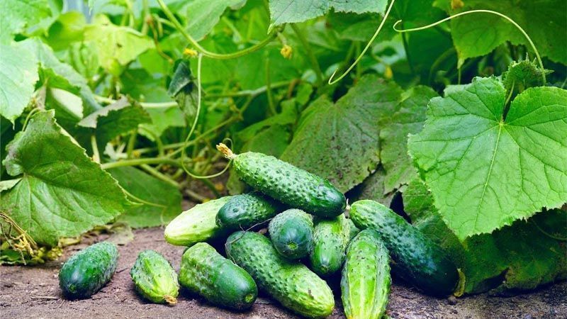 Cultivo de pepino