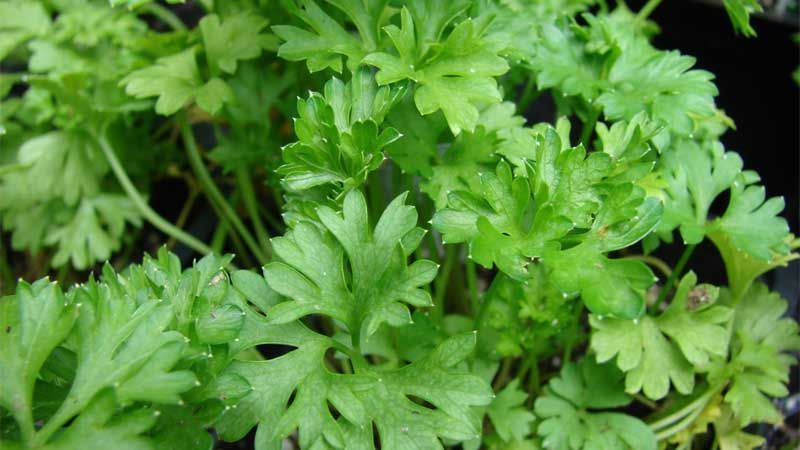 Cultivo de perejil
