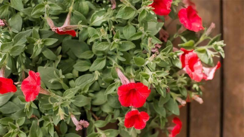 Cultivo de petunias