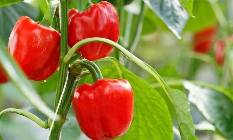 Cultivo de pimiento