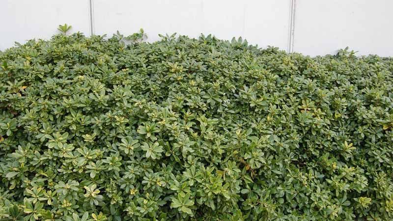 Cultivo de pitosporo