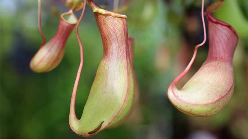 Cultivo de plantas carnívoras