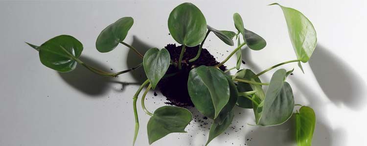 Cultivo de plantas filodendro