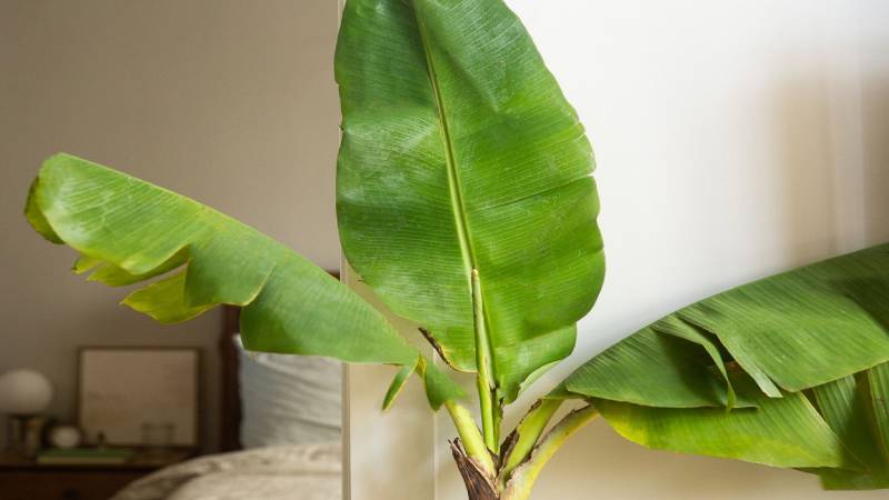 Cultivo de platanera de interior