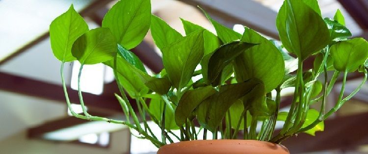 Cultivo de potos en casa