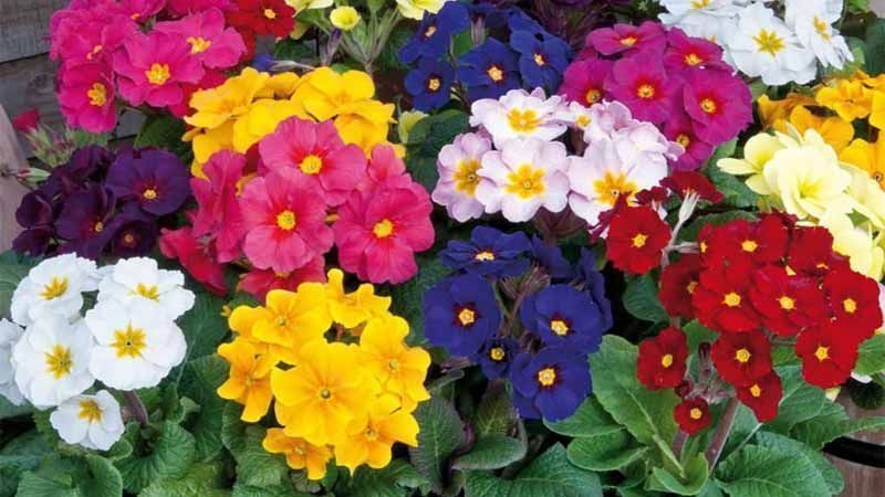 Cultivo de primulas