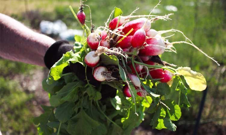 Cultivo de rabanitos