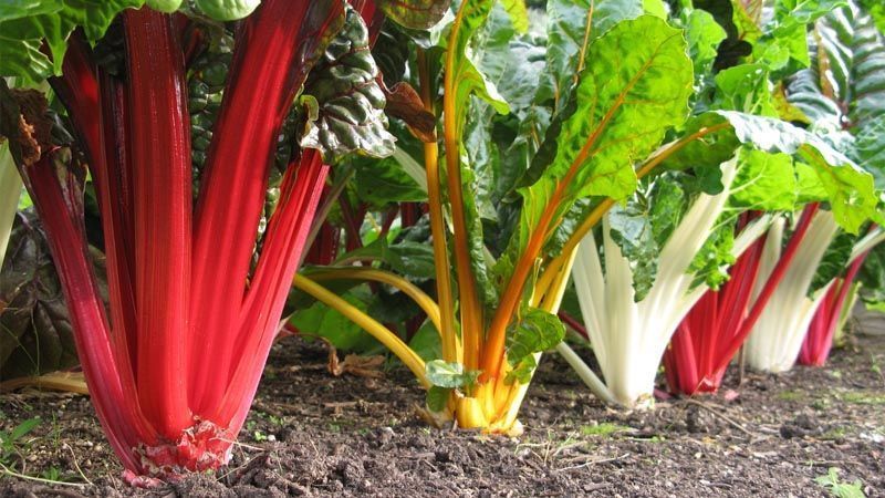 Cultivo de remolacha