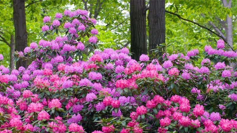 Cultivo de rododendro