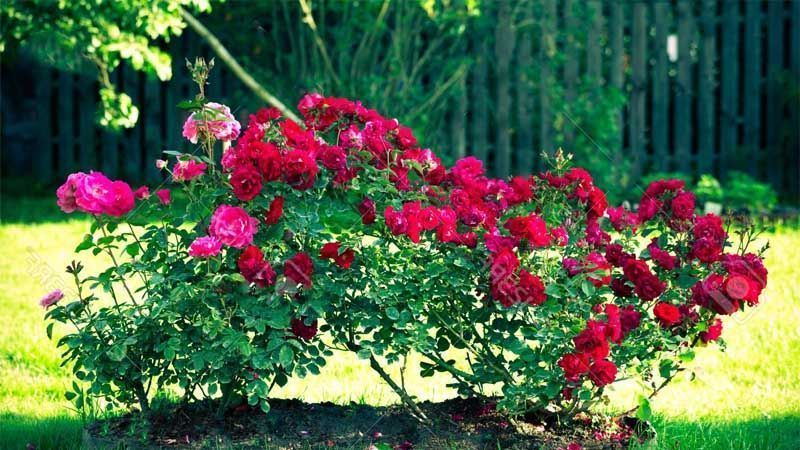 Cultivo de rosales