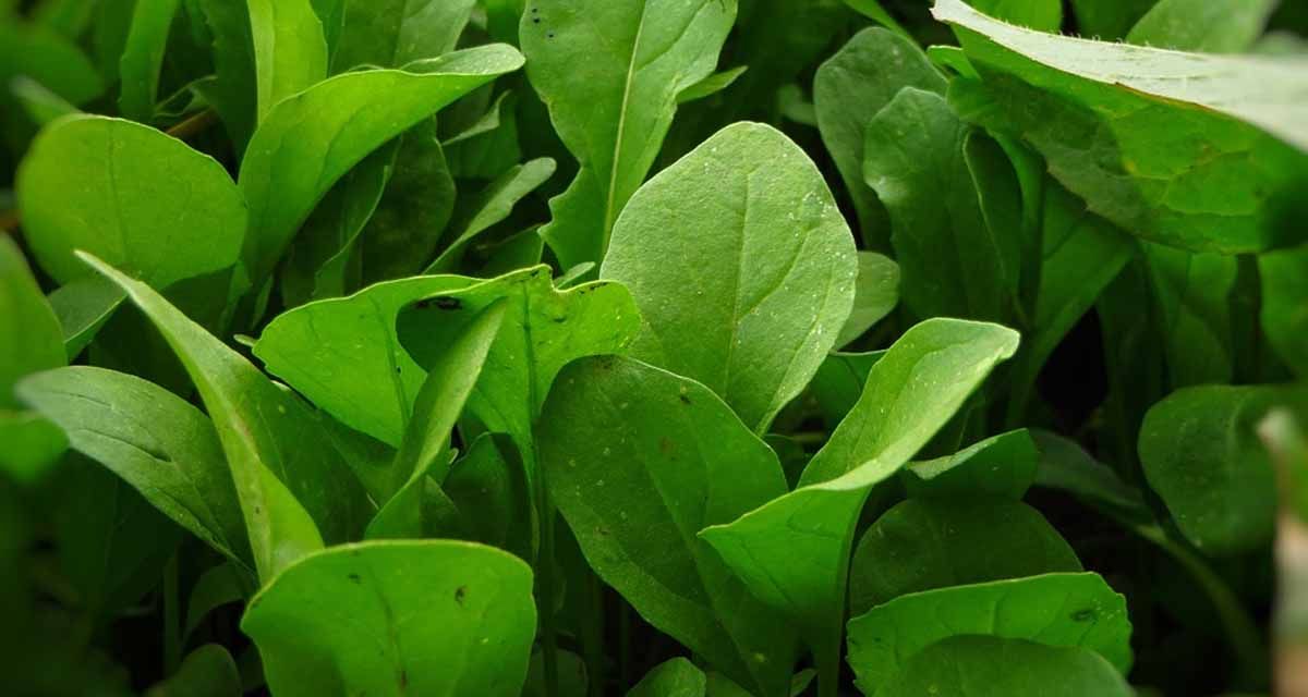 Cultivo de rucula