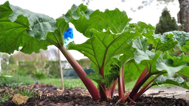 Cultivo de ruibarbo