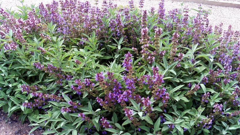 Cultivo de salvia officinalis