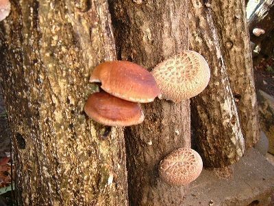 Cultivo de shiitake sobre madera Cultivo de shiitake sobre madera