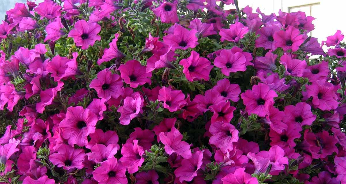 Cultivo de surfinias