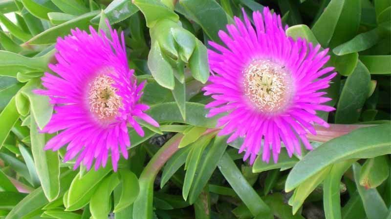 Cultivo de uña de gato