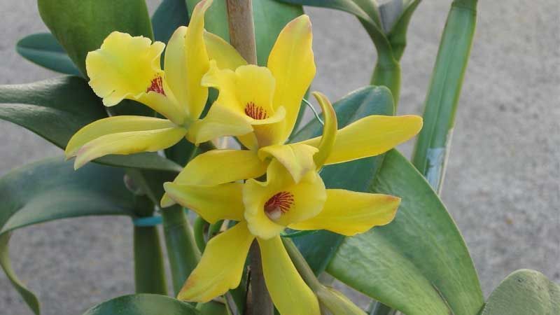 Cultivo de vainilla