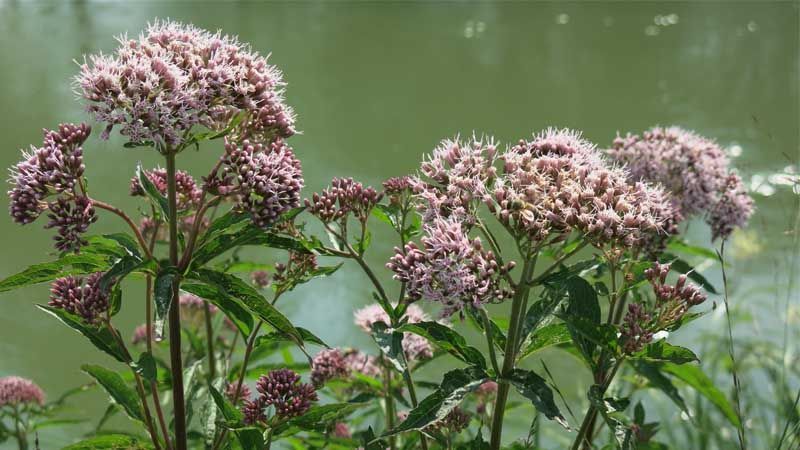 Cultivo de valeriana