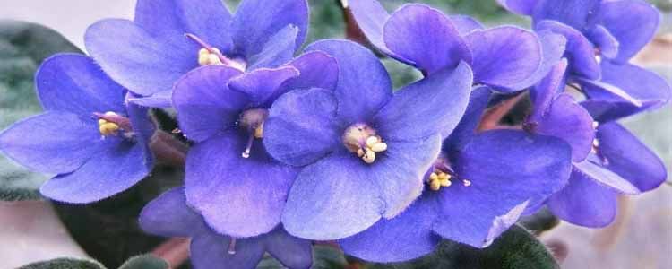 Cultivo de violeta africana