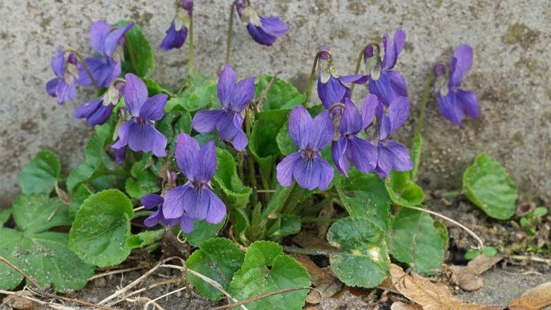 Cultivo de violetas