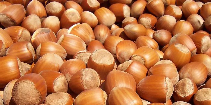 Cultivo del avellano europeo