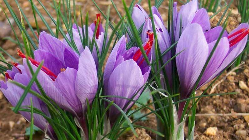 Cultivo del azafrán