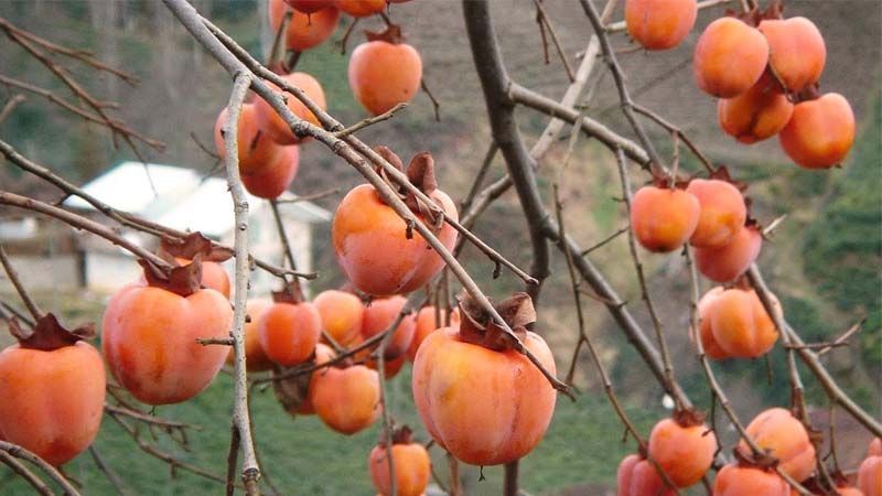 Cultivo del caqui