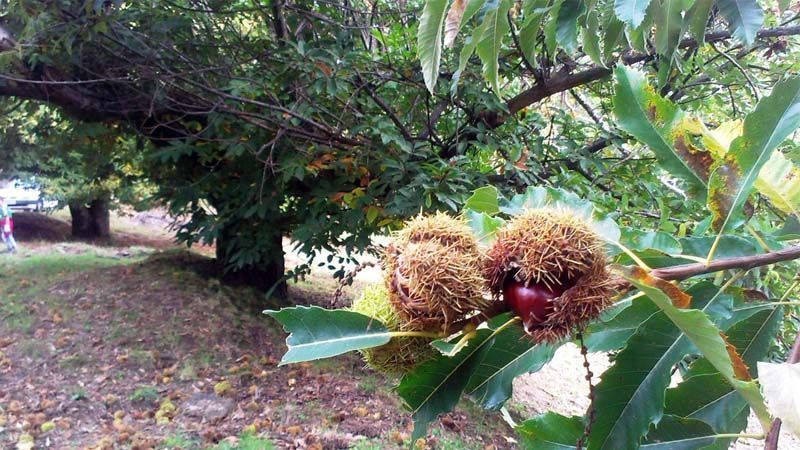 Cultivo del castaño