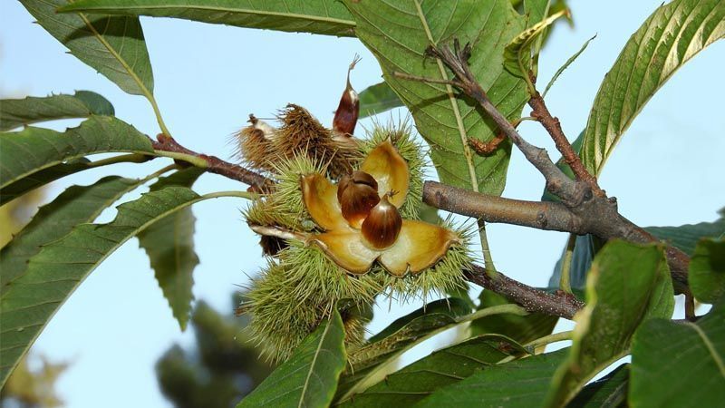 Cultivo del castaño