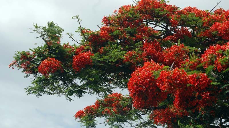 Cultivo del flamboyán