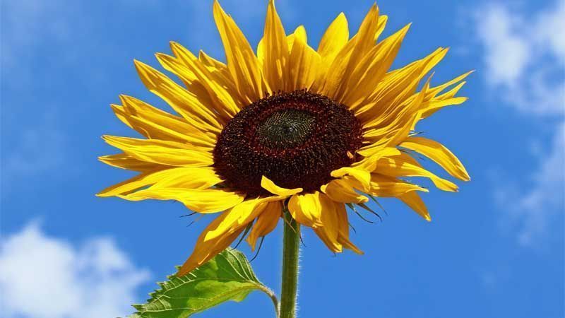 Cultivo del girasol