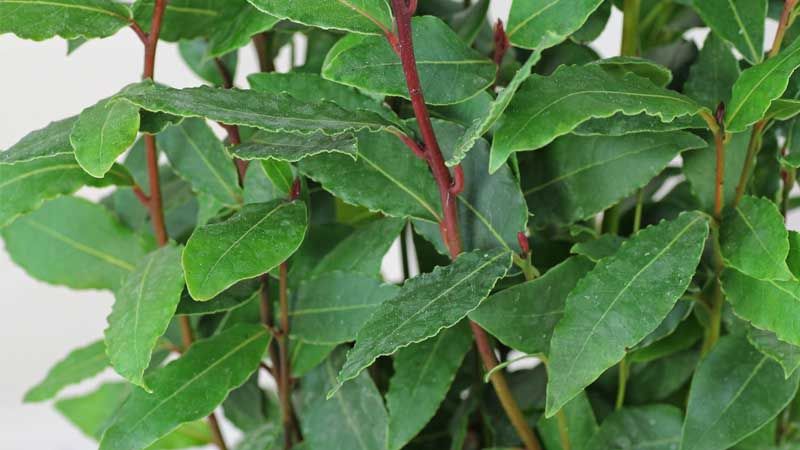 Cultivo del laurel