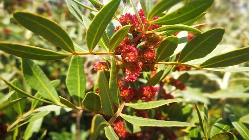 Cultivo del lentisco