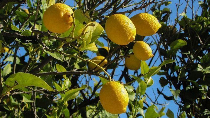 Cultivo del limonero