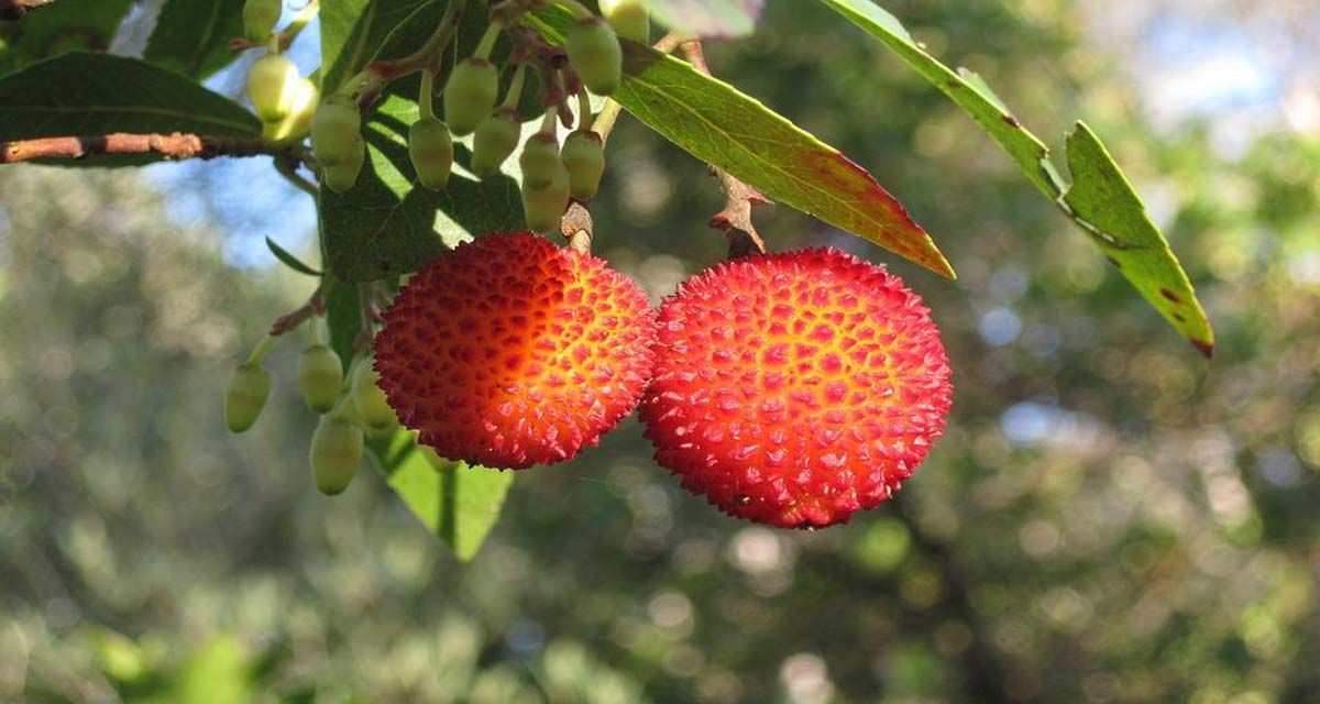 Cultivo del madroño frutos