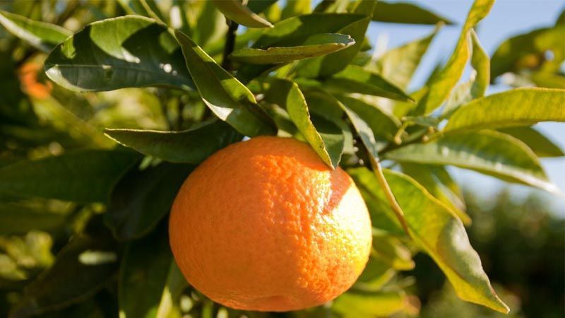 Cultivo del mandarino