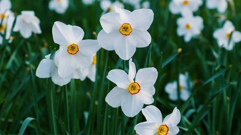 Cultivo del narciso