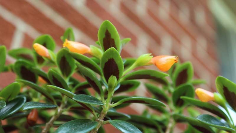 Cultivo del nematanto