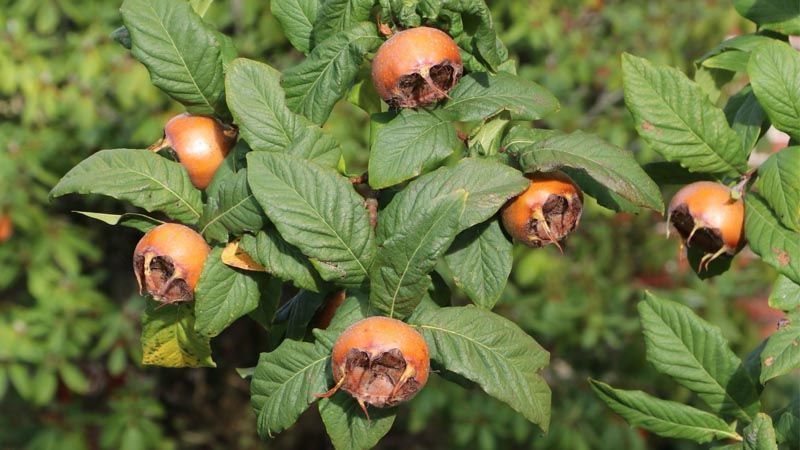 Cultivo del níspero común