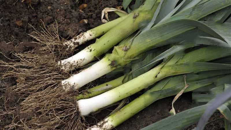 Cultivo del puerro
