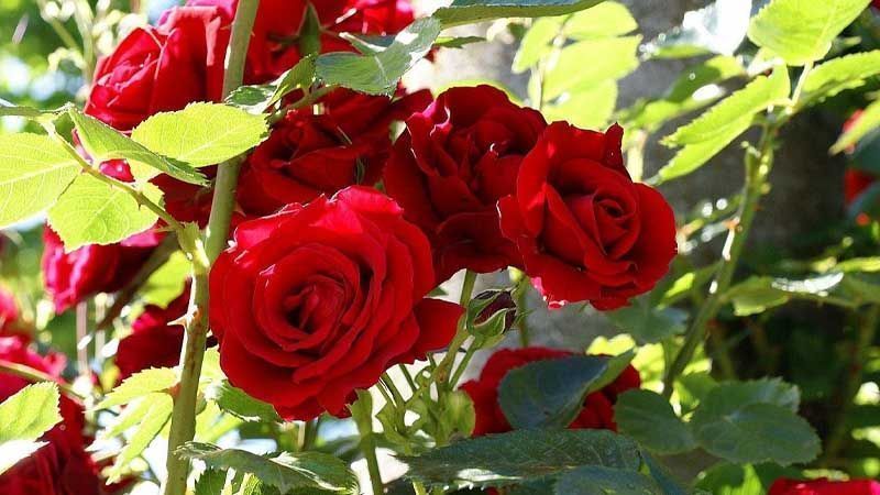 Cultivo del rosal