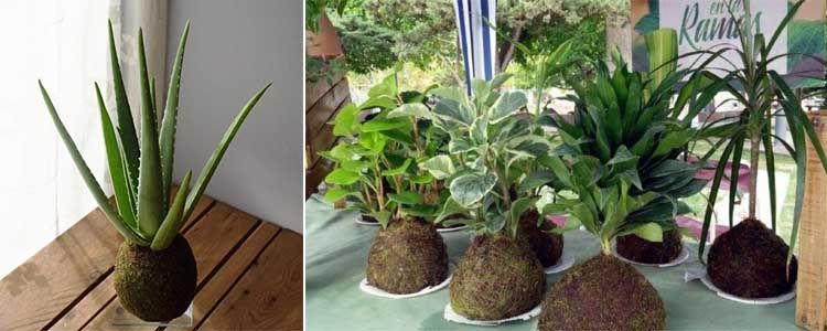 Cultivo en kokedamas o bolas de musgo