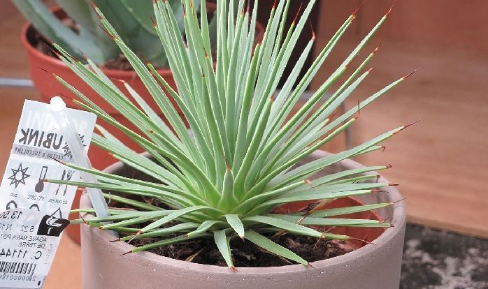 Cultivo en macetas de Agave stricta