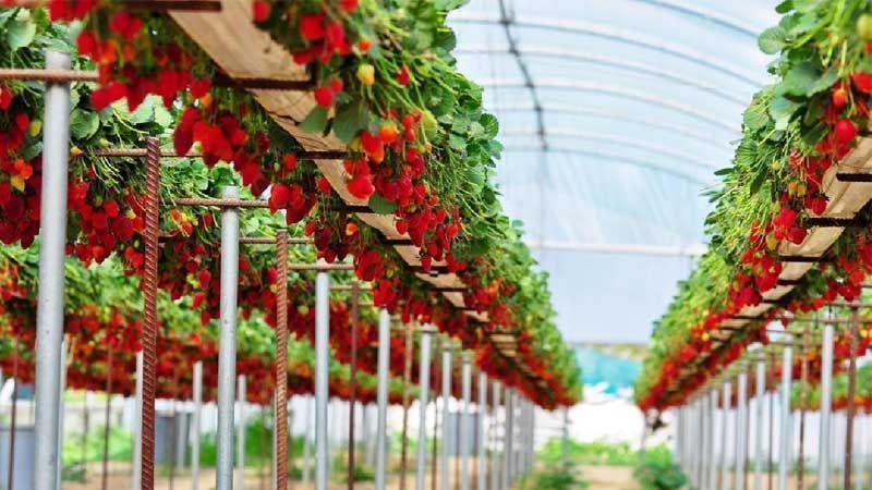 Cultivo hidropónico de fresas