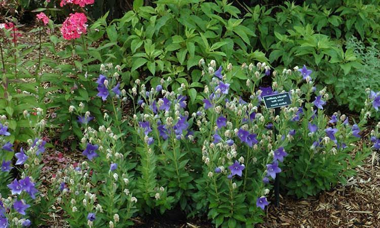 Cultivo platycodon grandiflorus