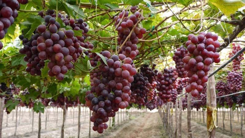 Cultivo uva de mesa