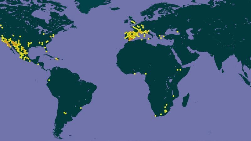 Cupressus arizonica distribución mundial