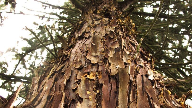 Tronco detalle Cupressus arizonica